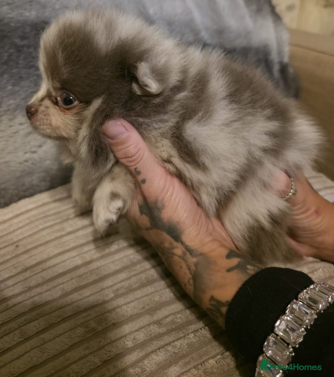 Pomeranian dogs for sale: Rare miniature Teddy face pomeranian puppies  - Image 30