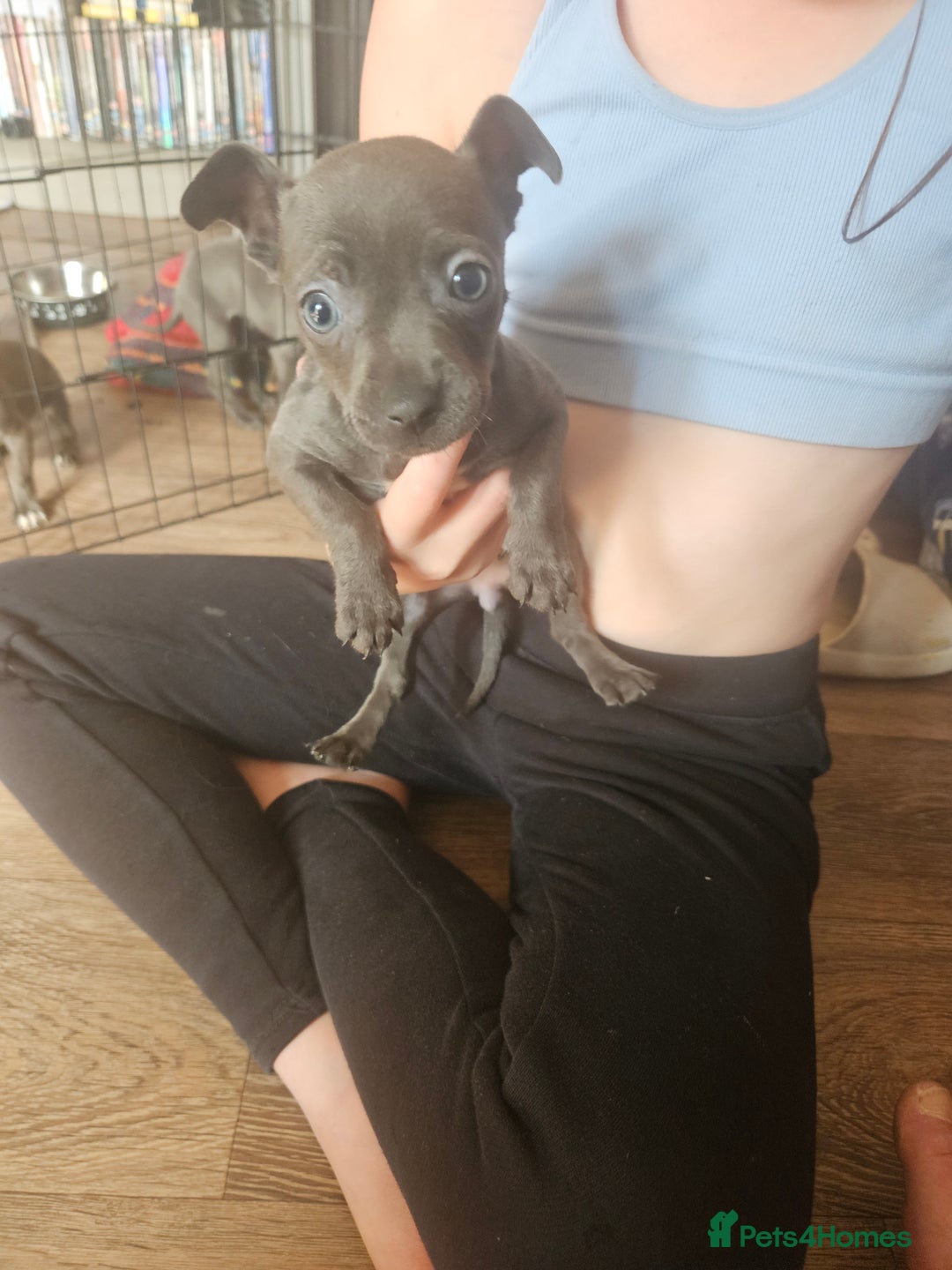 American Bull Staffy dogs for sale: ** STAFFORDSHIRE BULL TERRIER PUPPIES** - Image 8