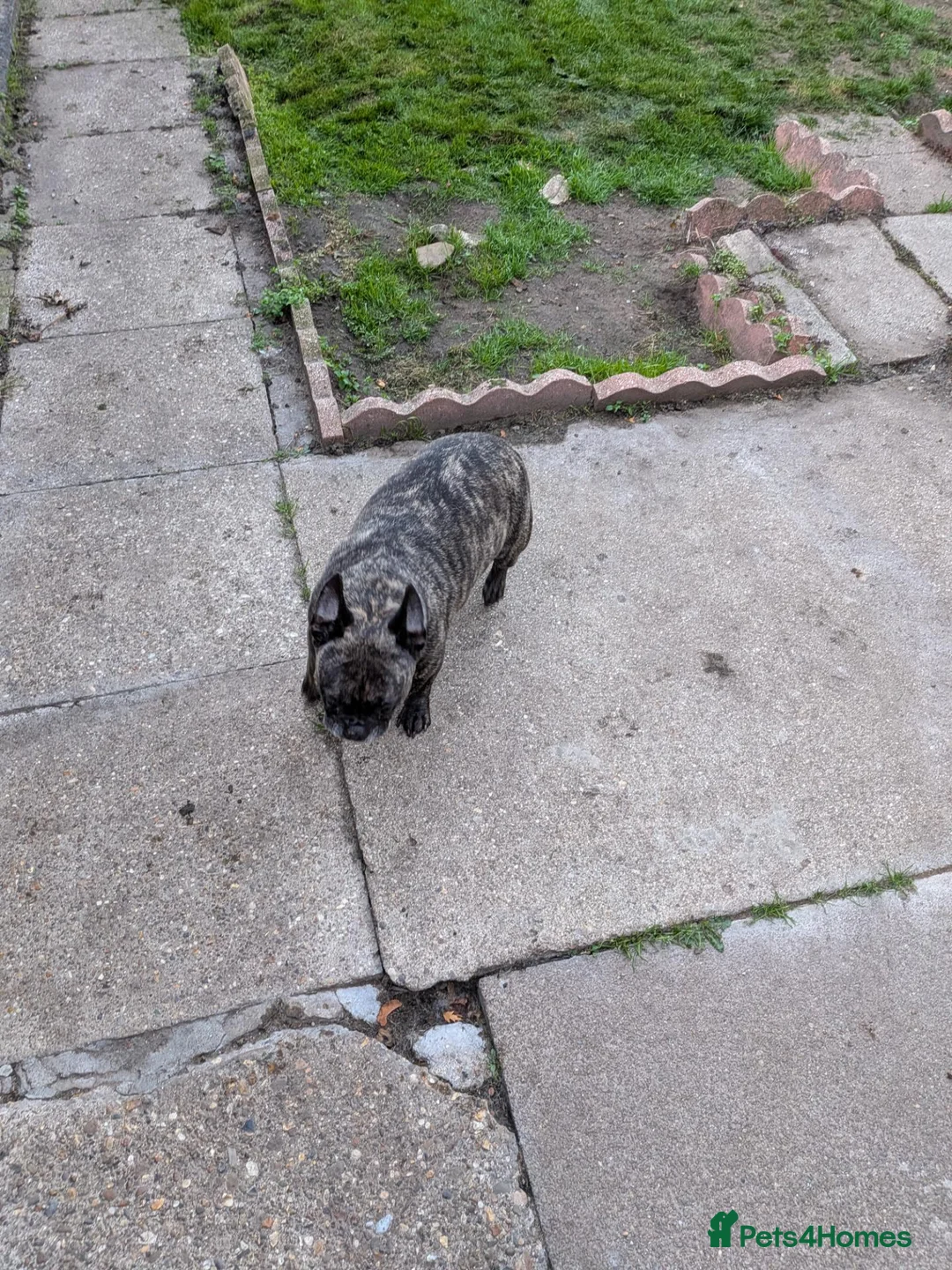 French Bulldog dogs for sale: Simba brindled french bulldog - Advert 2