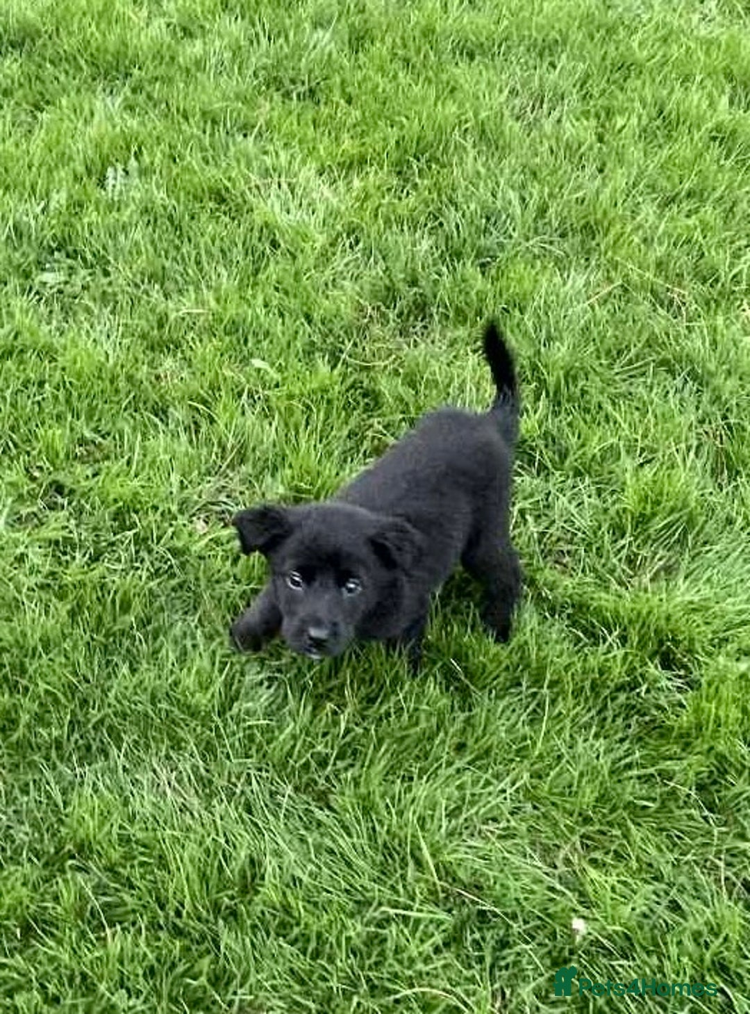 Borador dogs for sale: Vaccinated Fantastic Lab x Border Collie - Advert 10