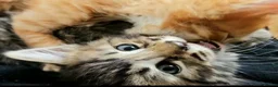 Mixed Breed cats for sale: Elven Bengal Kittens  - Advert 36