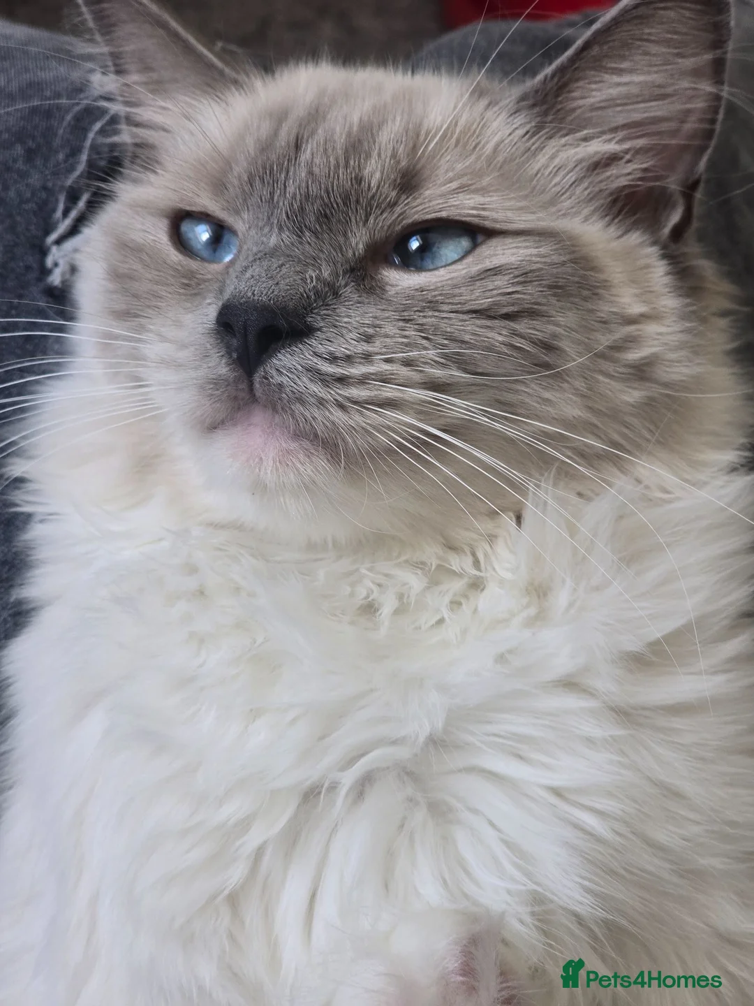 Ragdoll cats for sale: 💖 Gorgeous TICA-Registered Blue Mitted Girl 💖 - Advert 2