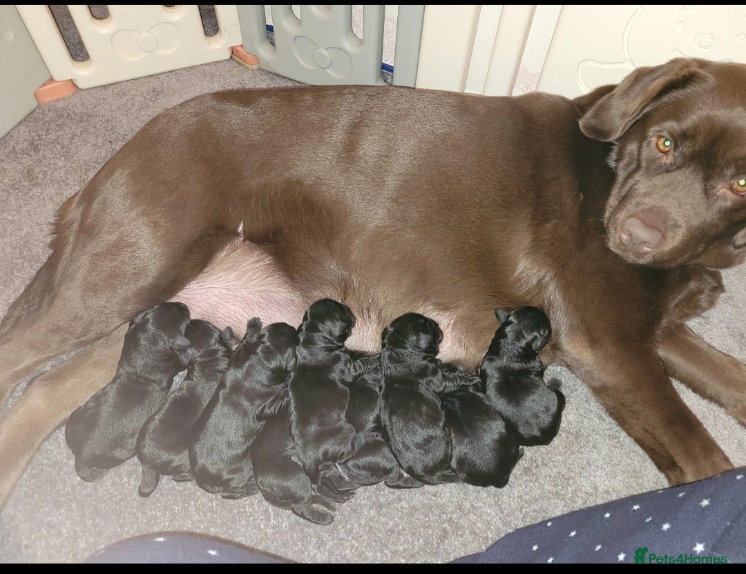 Miniature Poodle dogs for stud: Red Miniature Poodle Stud package Available  in Southampton - Advert 16