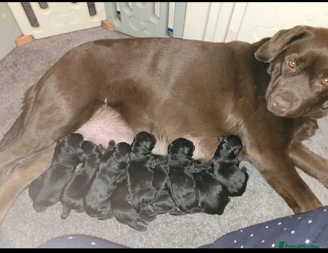 Miniature Poodle dogs for stud: Red Miniature Poodle Stud package Available  in Southampton - Advert 16