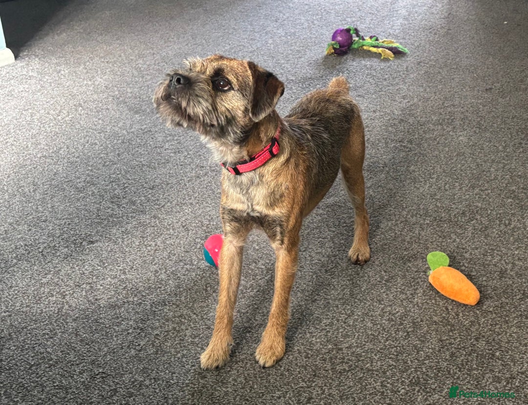 Border Terrier dogs for stud: KC border terrier  - Image 3