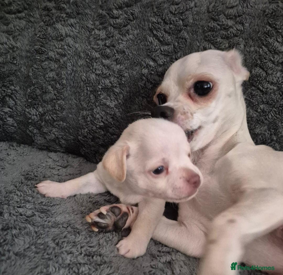 Chiweenie dogs for sale: Chihuahua + chiweenie puppies  - Advert 10