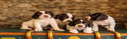 English Springer Spaniel dogs for sale: KC Registered English Springer Spaniel Puppies - Advert 4