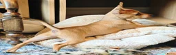 Miniature Pinscher dogs for sale: Lovely red boy ready for loving home in Edinburgh - Advert 5