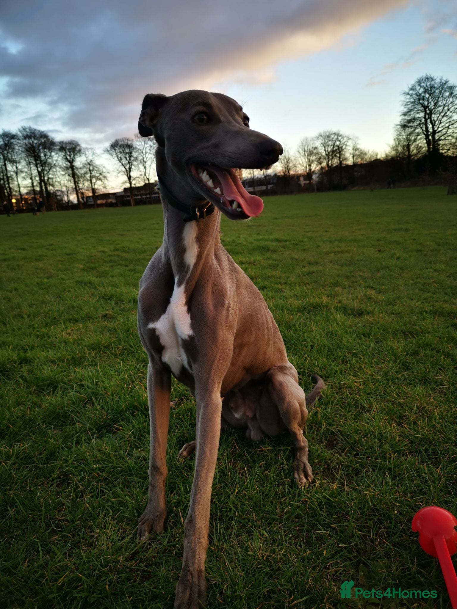 Whippet dogs KC Whippet for stud - Advert 4