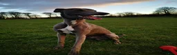 Whippet dogs for stud: KC Whippet for stud - Advert 1