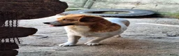 Mixed Breed dogs for adoption: 🧡🐾 LALA – A SENSITIVE GIRL FOR A LOVING HOME🐾🧡 in Nottingham - Advert 7