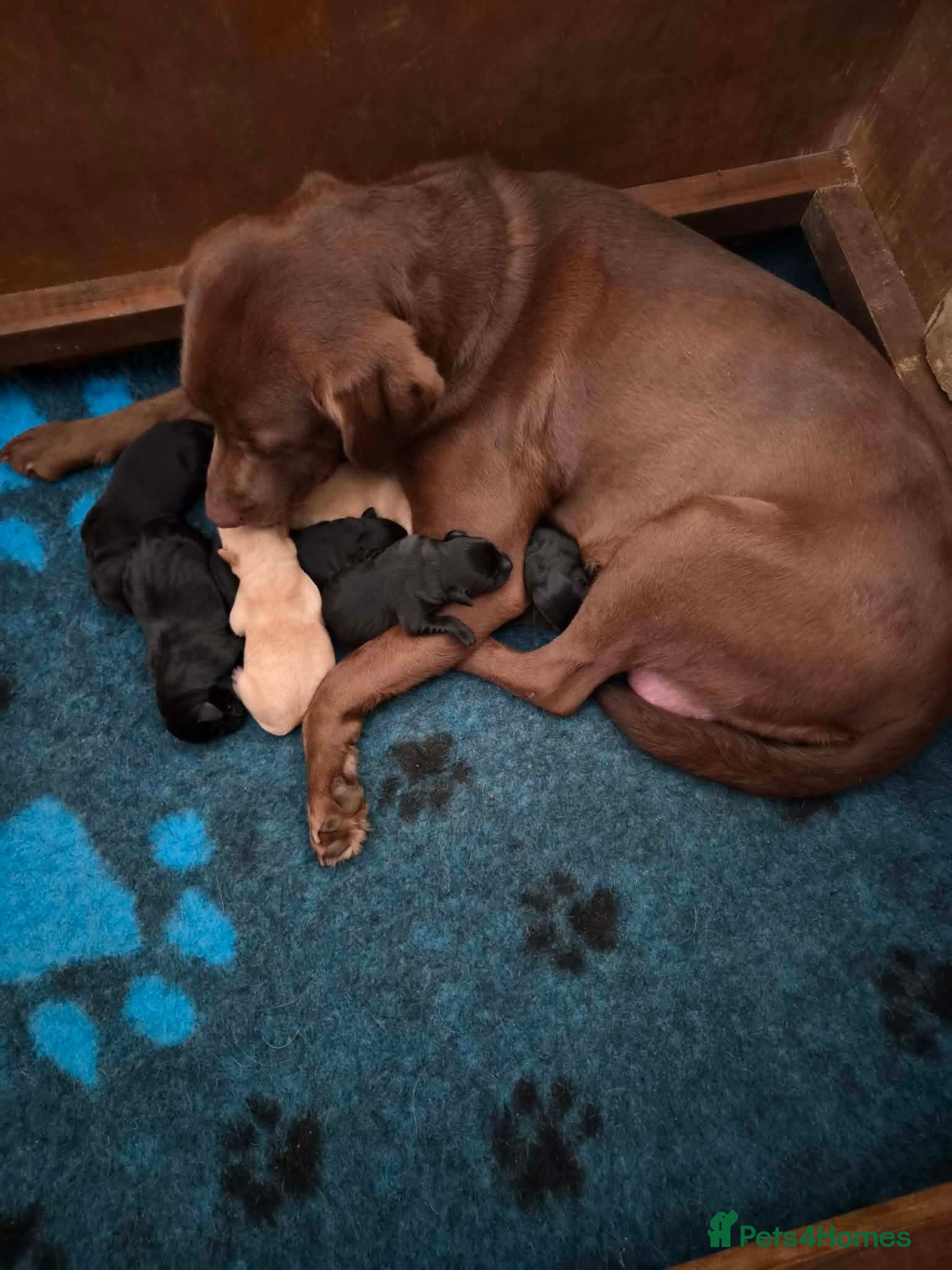 Labrador Retriever dogs KC registered Labrador Retriever puppies - Advert 1
