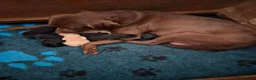 Labrador Retriever dogs for sale: KC registered Labrador Retriever puppies - Advert 1
