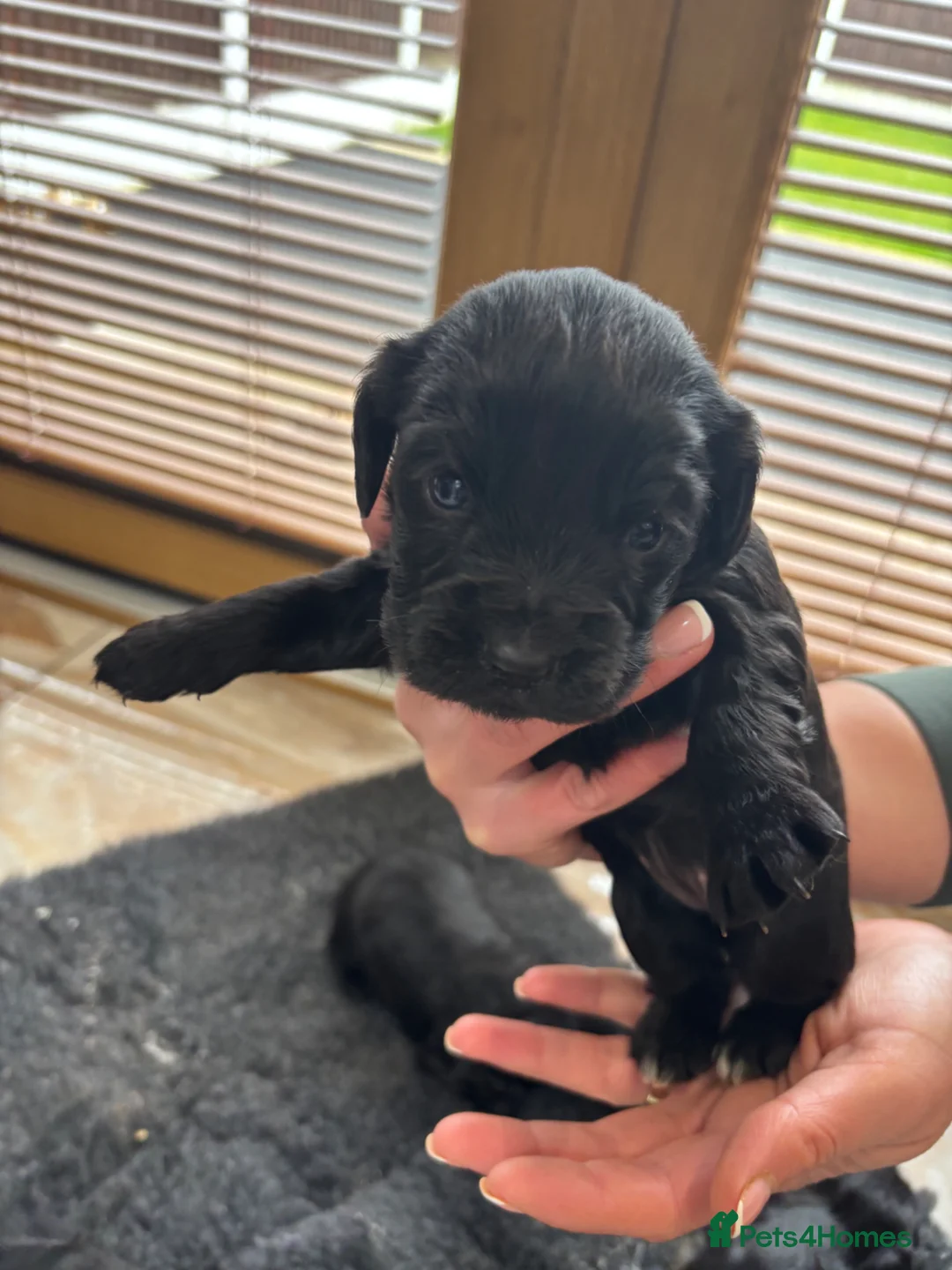 Cocker Spaniel dogs for sale: Beautiful Cocker spaniel puppies  - Advert 18