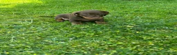 Miniature Dachshund dogs for sale: Miniature dachshunds in Wells - Advert 15