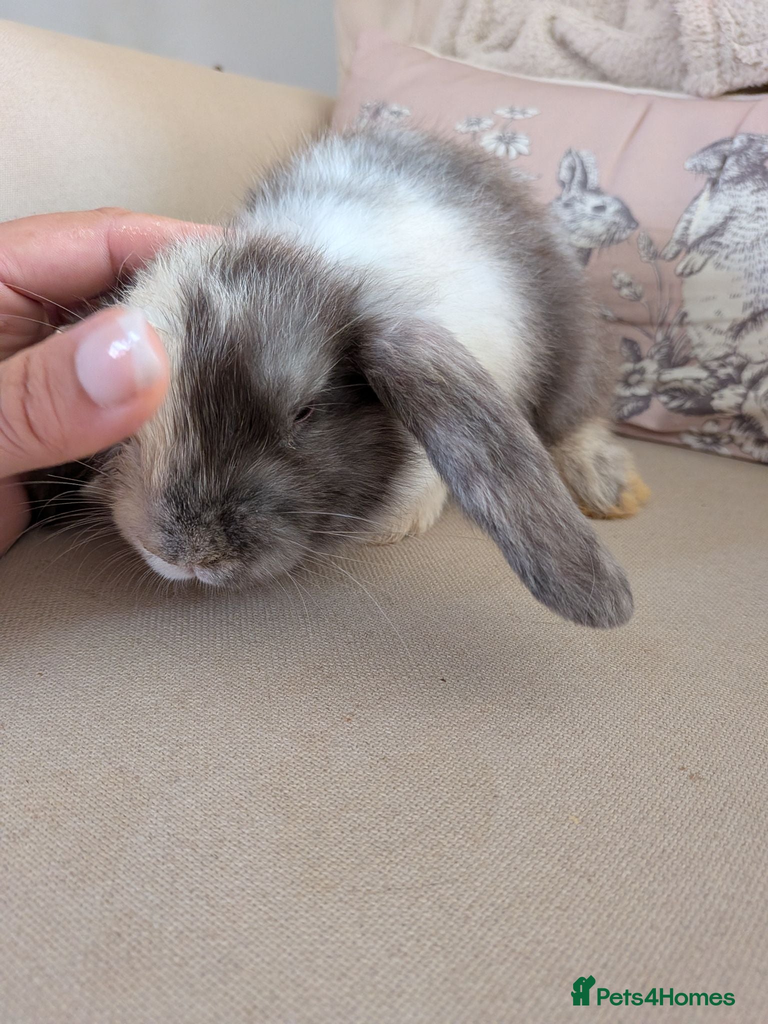 Mini Lop rabbits 3 x Mini Lop X angora Boys AVAILABLE NOW - Advert 2