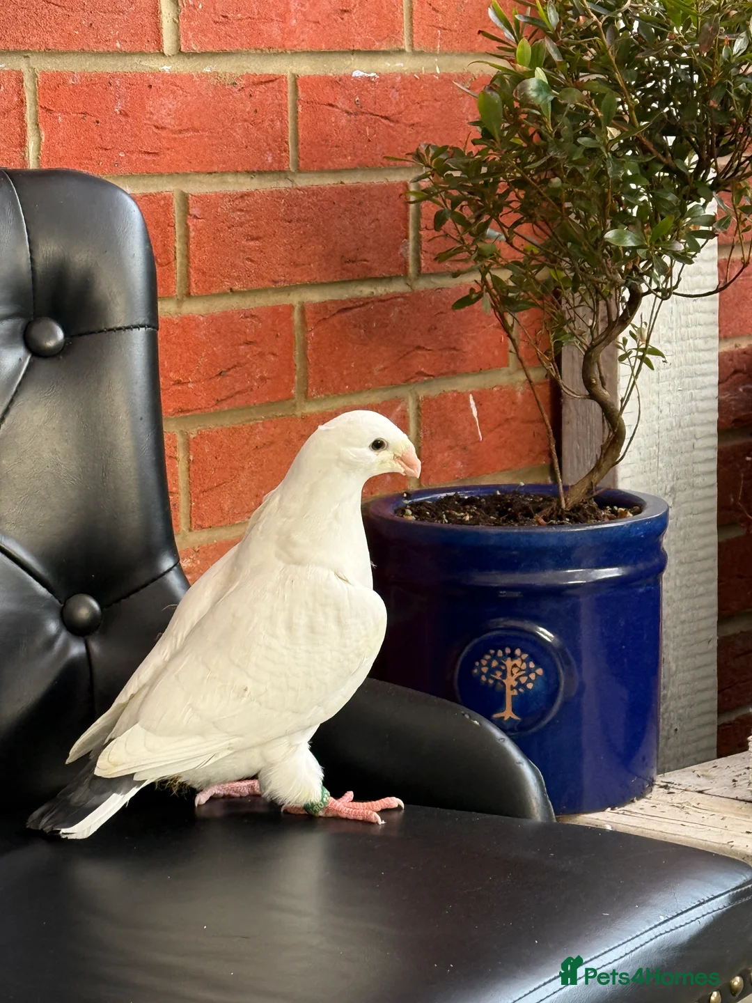 Doves birds for sale: Pigeon  in London - Advert 2