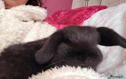 Mini Lop rabbits for sale: Mini lops rehome - Advert 2