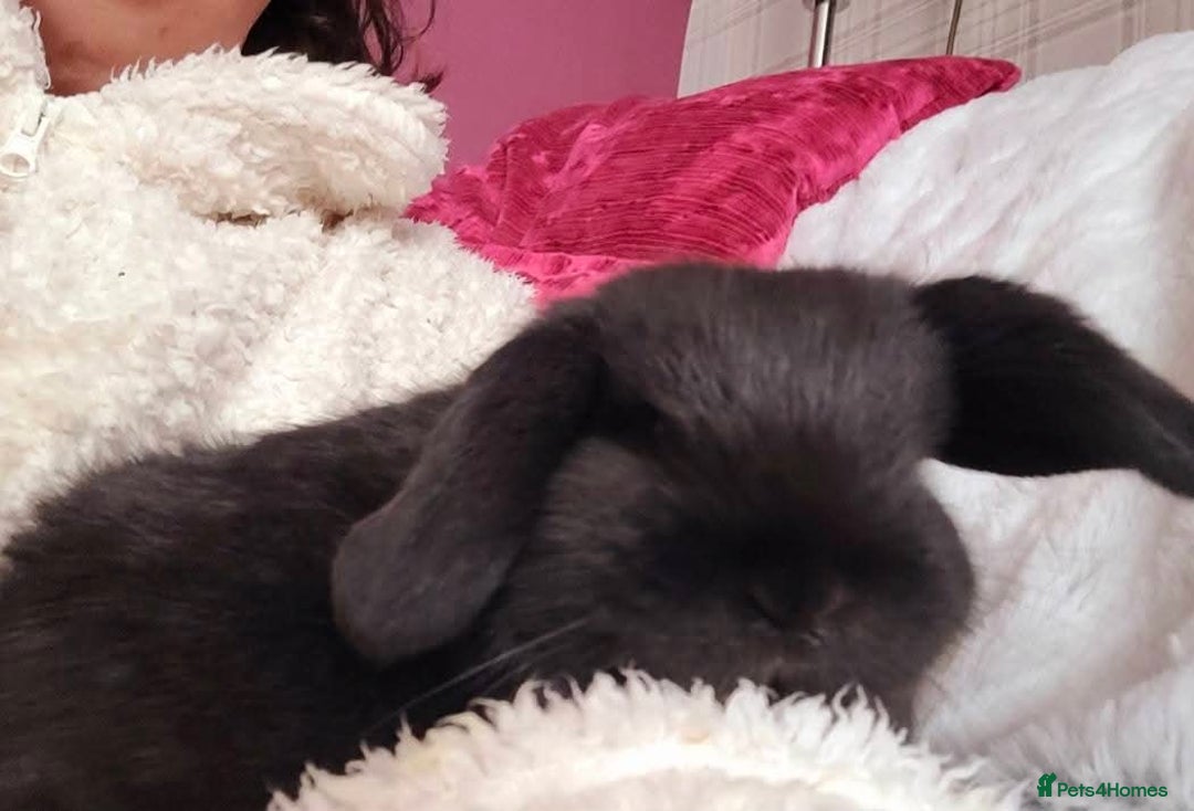 Mini Lop rabbits for sale: Mini lops rehome - Advert 2