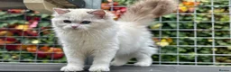 Ragdoll cats for sale: Last litter girl ready to leave  - Advert 7