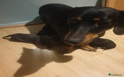 Dachshund dogs for sale: Sausage dog puppies - Image 10