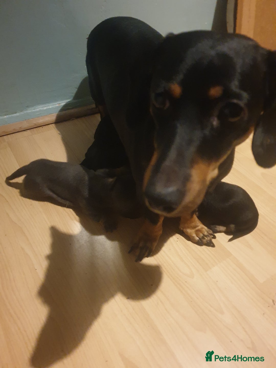 Dachshund dogs for sale: Sausage dog puppies - Image 10