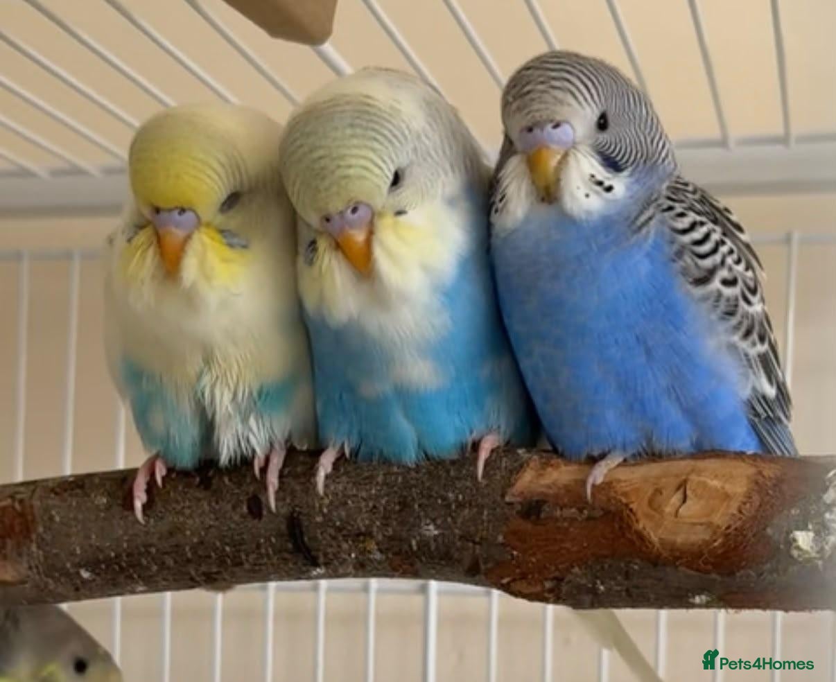 Budgerigars birds 3 male budgies with cage & toys - Advert 2