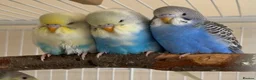 Budgerigars birds for sale: 3 male budgies with cage & toys - Advert 1