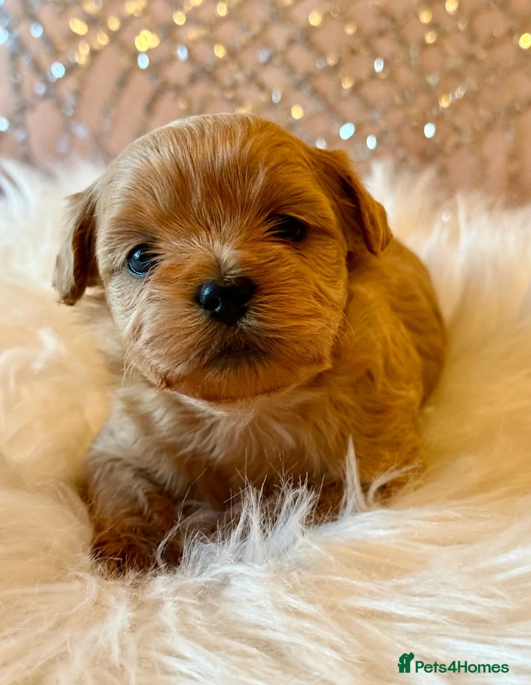 Shihpoo dogs for sale: Asian Shih Poo puppies in Westcliff-on-Sea - Advert 1