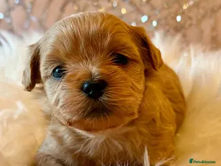 Shihpoo dogs Asian Shih Poo puppies - Advert 5