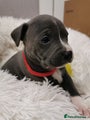 Staffordshire Bull Terrier Puppy red