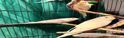Budgerigars birds for sale: young  budgies available  Wa7  area   - Advert 12