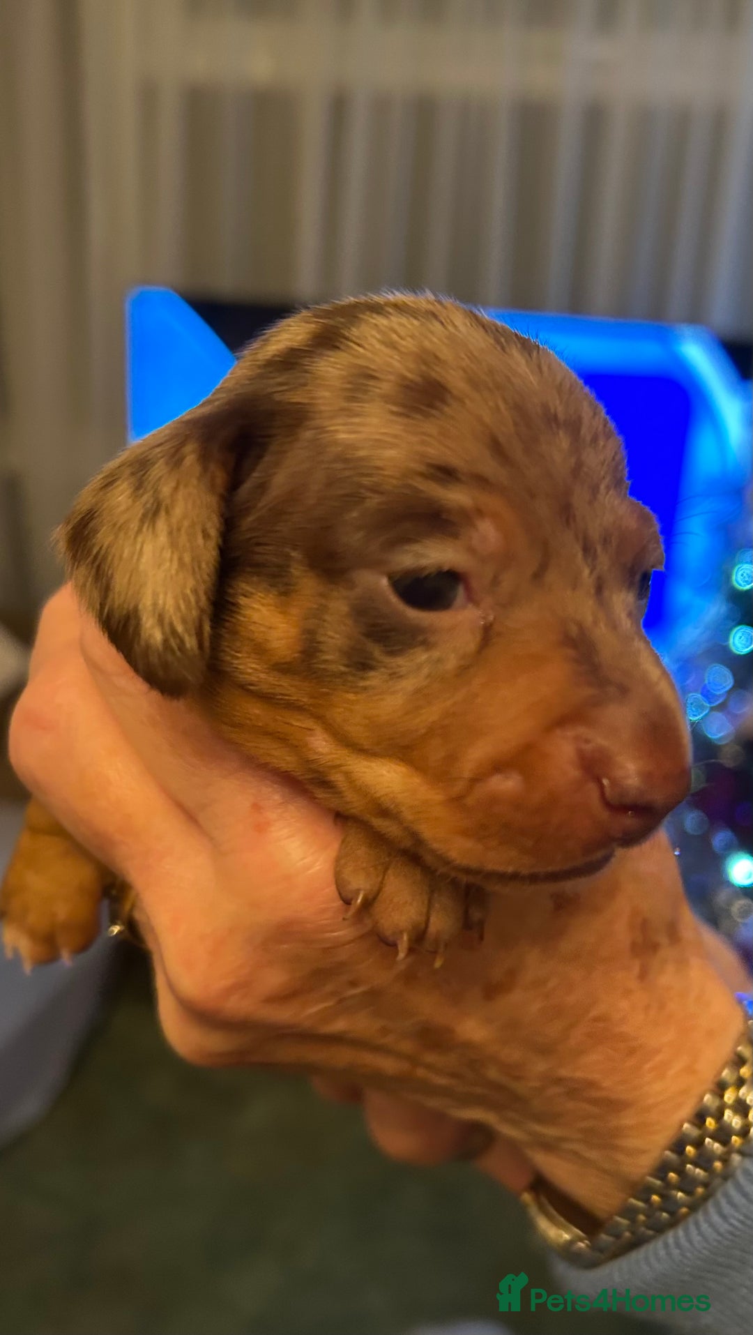 Miniature Dachshund dogs for sale: Beautiful miniature dachshunds - Advert 4