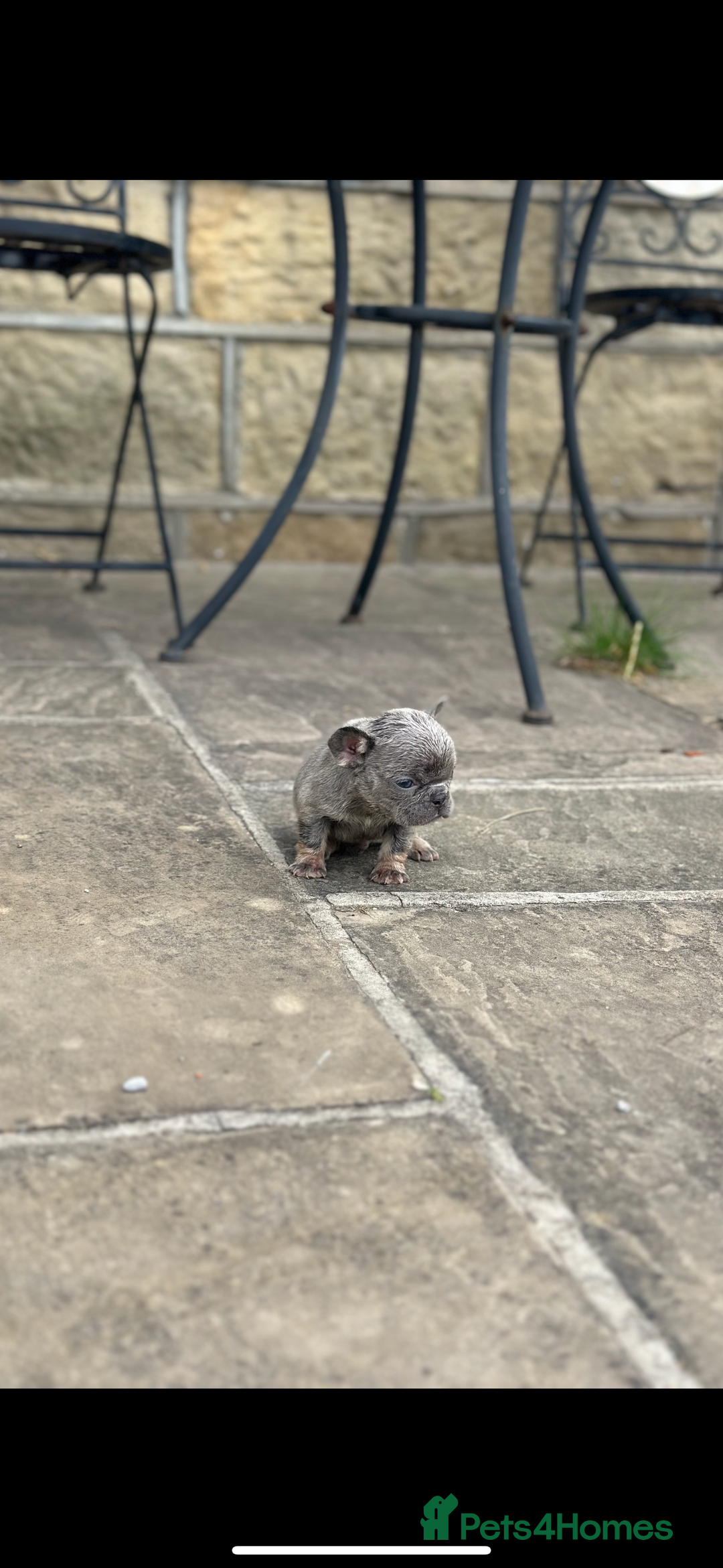 French Bulldog dogs for sale: miniature French bulldog carrying fluffy isabella - Image 17