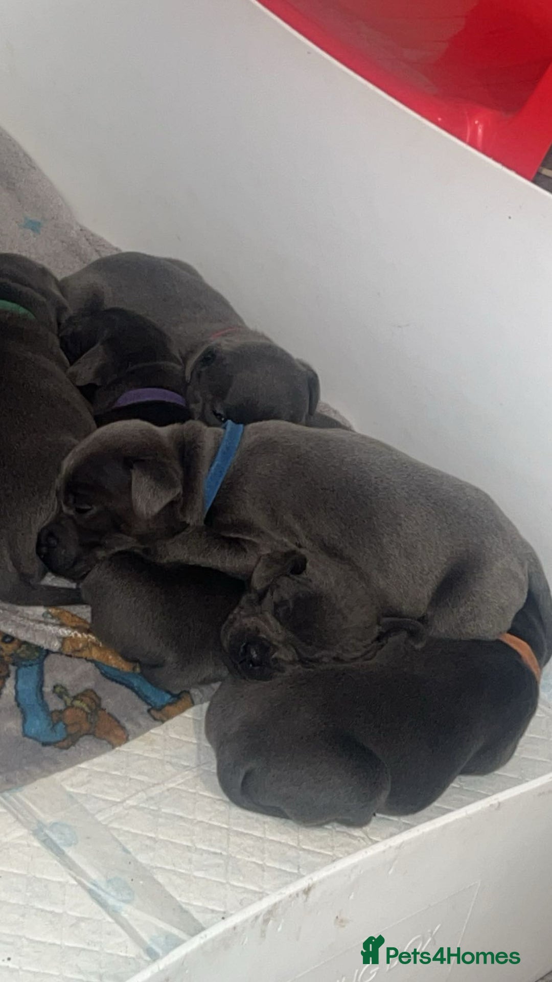 Staffordshire Bull Terrier dogs for sale: Beautiful blue staff puppies  - Image 27