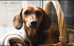 Miniature Dachshund dogs for sale: Pedigree KC show line miniature dachshund puppies  - Image 11