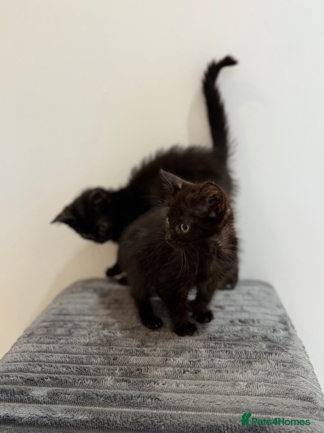 Russian Blue cats for sale: Russian blue x biocolor kittens 3 left  - Image 6