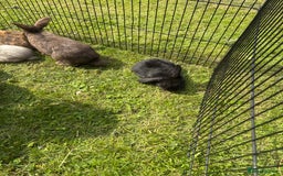 Mini Lion Lop rabbits for sale: Super friendly and loving babies - Image 11