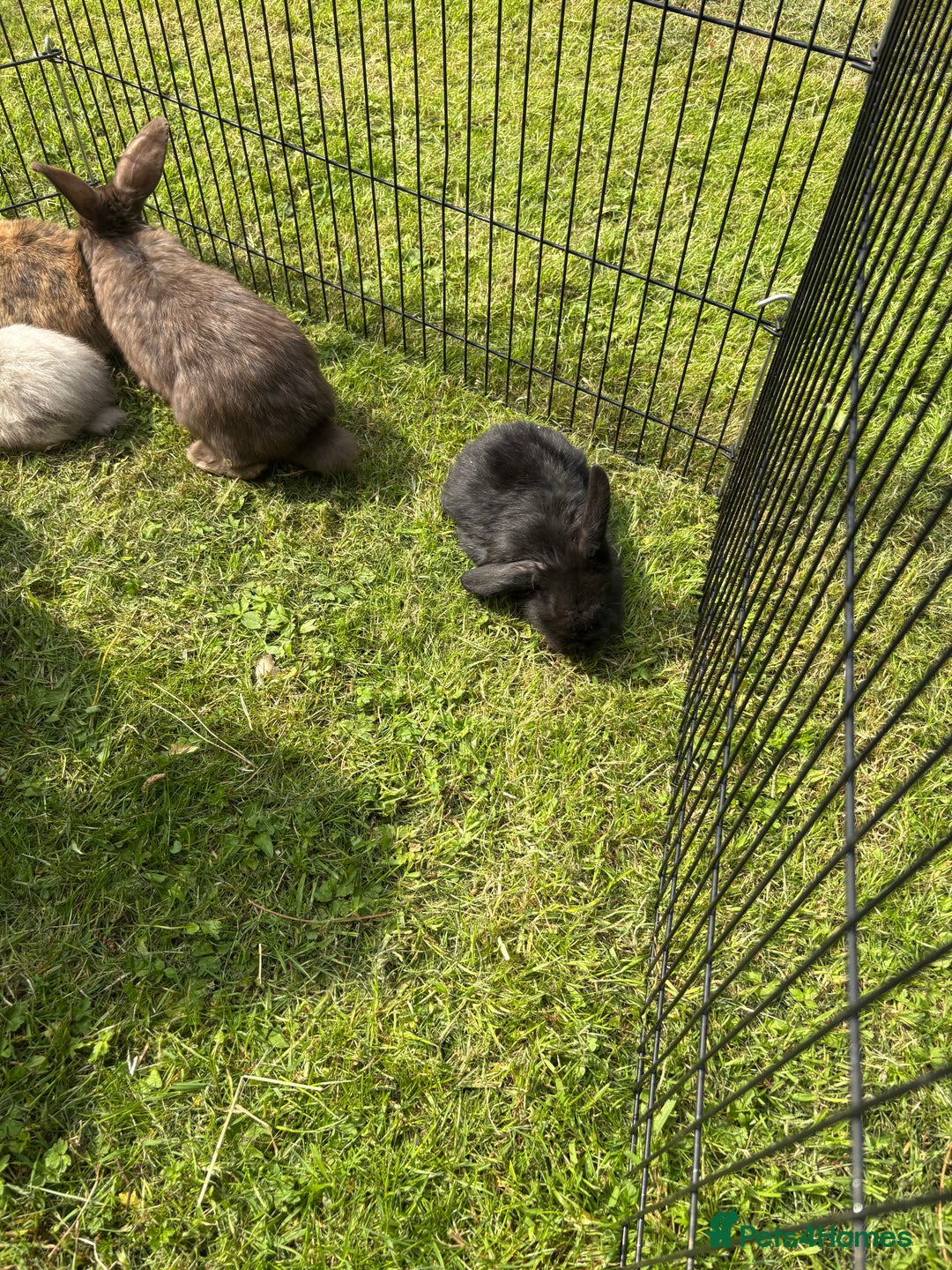 Mini Lion Lop rabbits for sale: Super friendly and loving babies - Image 11