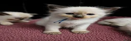 Ragdoll cats for sale: TICA/GCCF registered ragdoll kittens - Advert 27