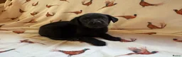 Labrador Retriever dogs for sale: KC LABRADOR RETRIEVER PUPPIES - Advert 7