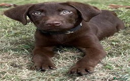 Labrador Retriever dogs for sale: 2 Pedigree Chocolate Male lab puppies for sale - Image 1