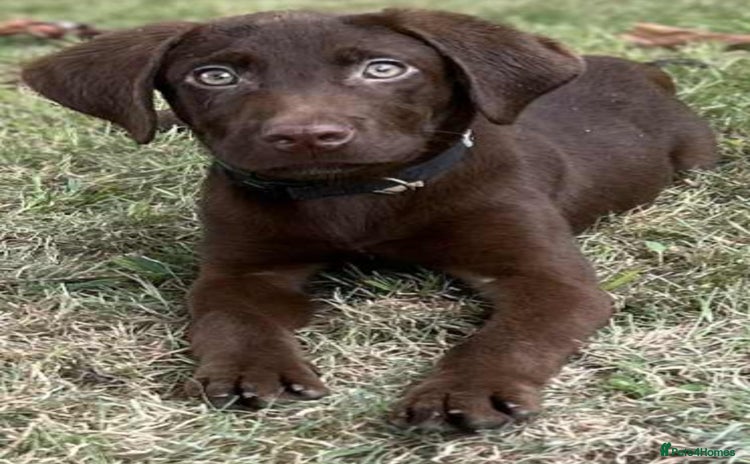 Labrador Retriever dogs - Advert 13