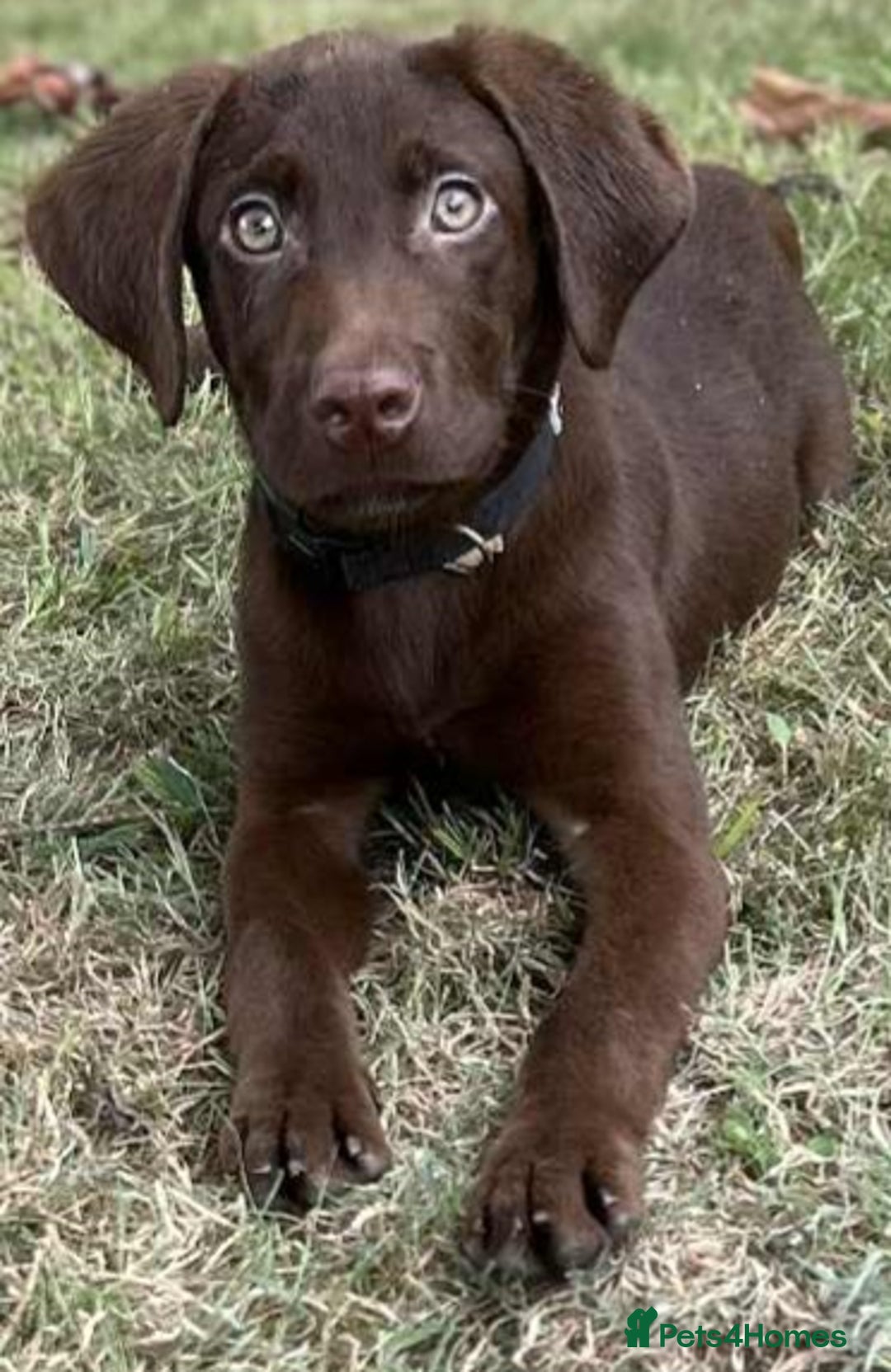 Labrador Retriever dogs for sale: 2 Pedigree Chocolate Male lab puppies for sale - Image 1
