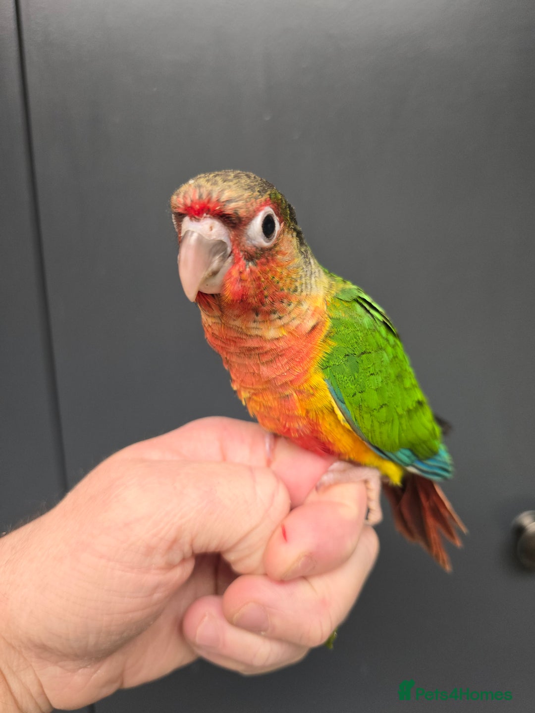 Conures birds for sale: Stunning Handreared Baby Conures!!! - Advert 4