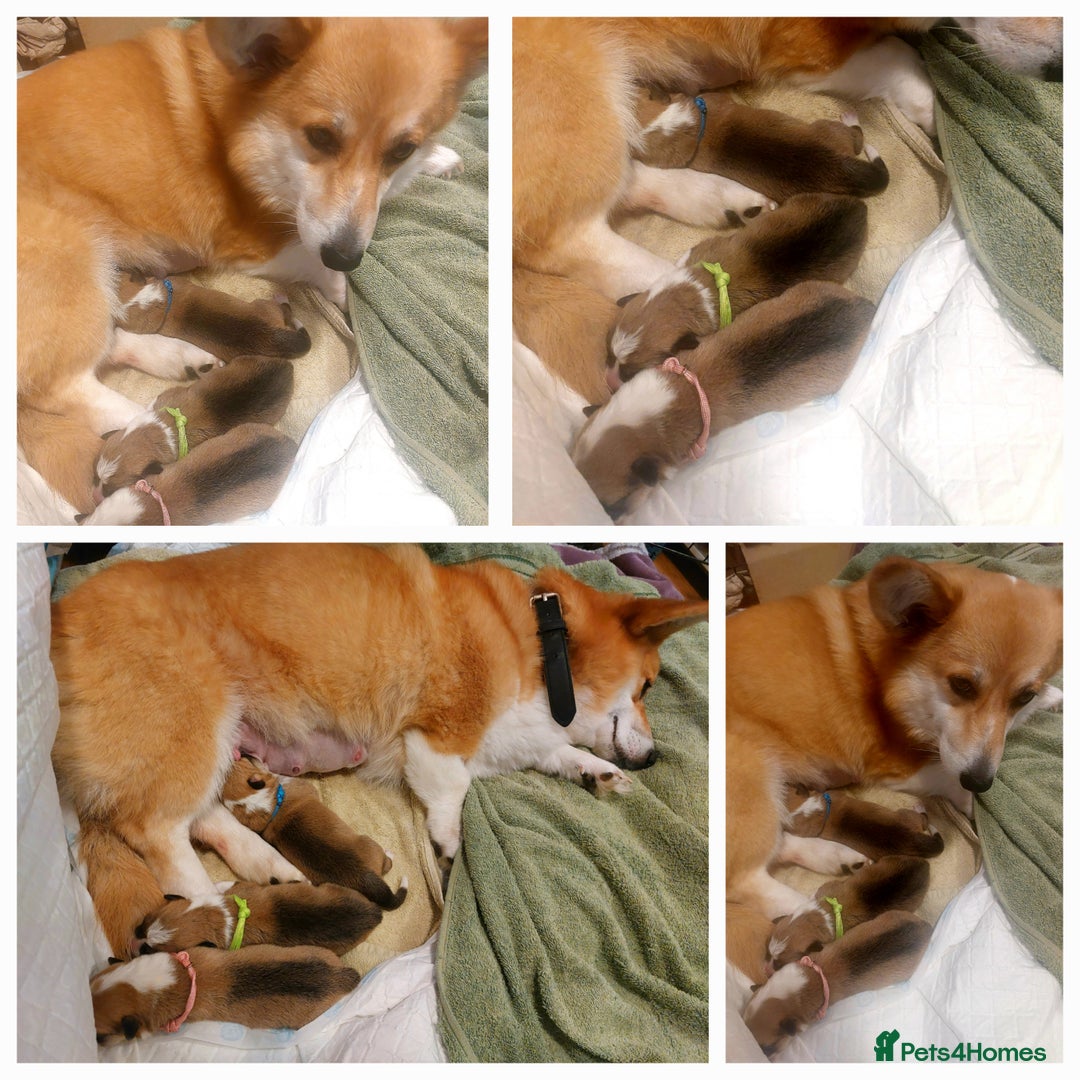 Welsh Corgi Pembroke dogs for sale: 3 Cuddly Corgi Pups for Sale; 2 males, 1 female - Image 13