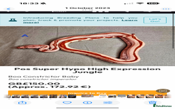 Boa Snake reptiles for sale: Male hypo boa constrictor  - Image 1
