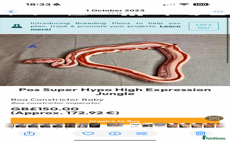Boa Snake reptiles - Advert 1