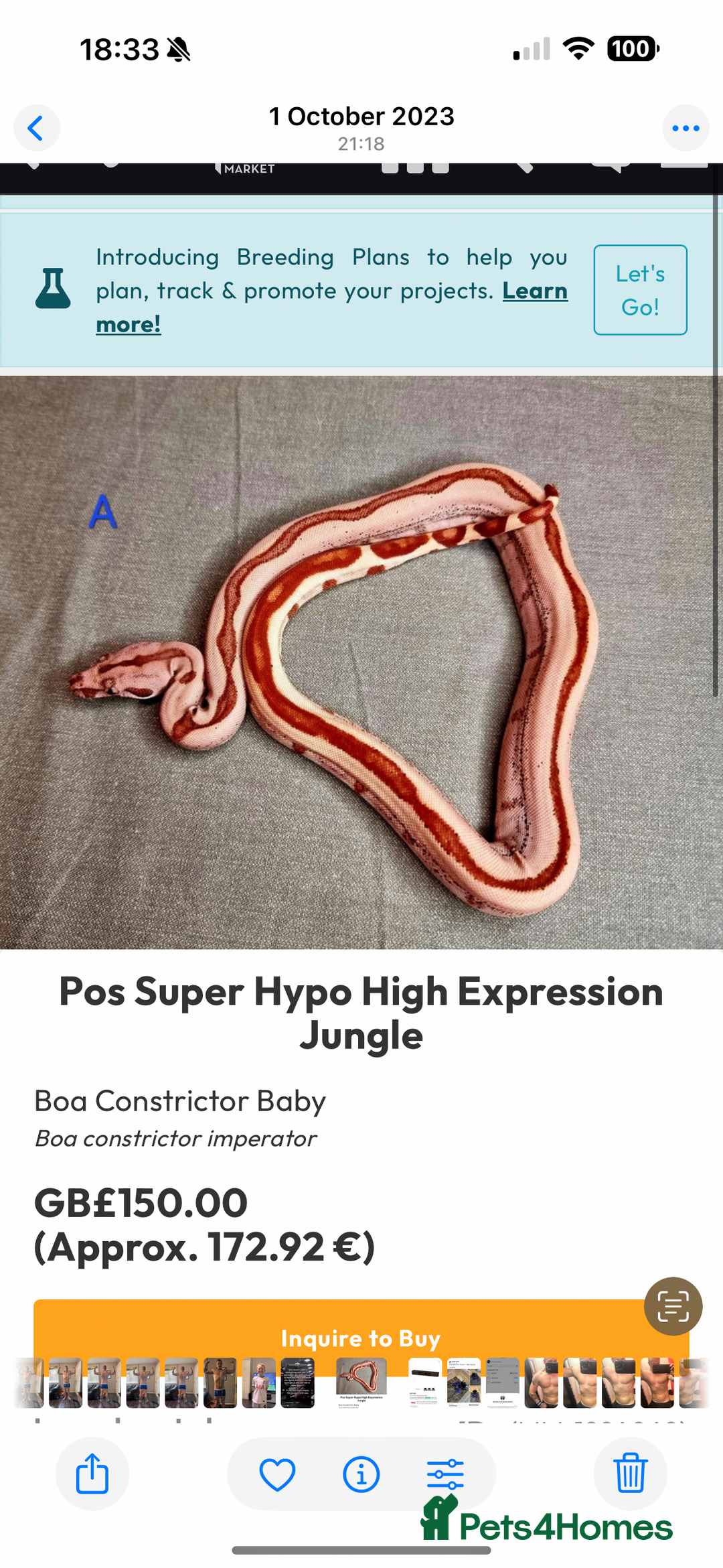 Boa Snake reptiles for sale: Male hypo boa constrictor  - Image 1