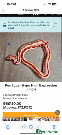 Boa Snake reptiles - Advert 7